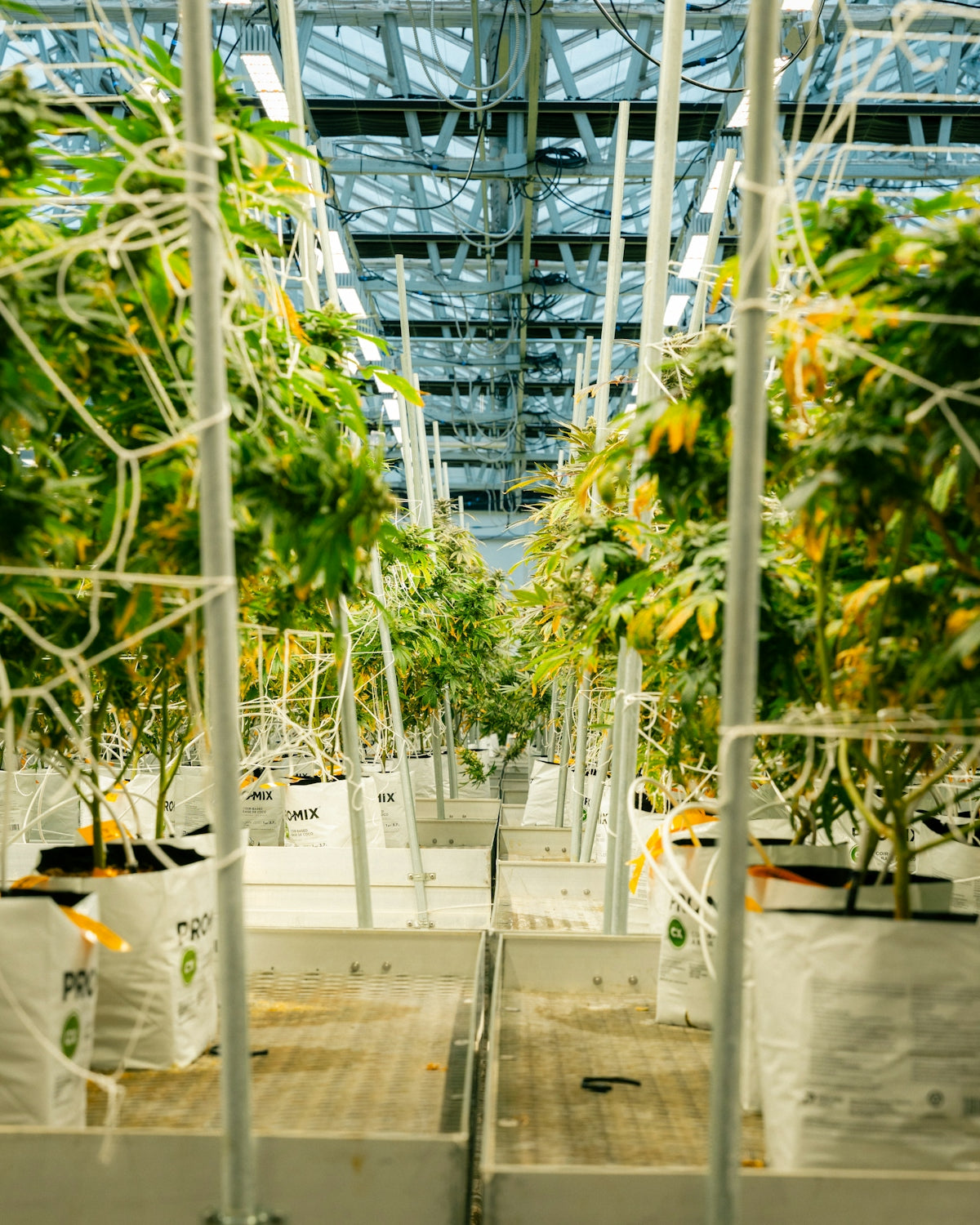 Cannabis plants grow in a large indoor facility.