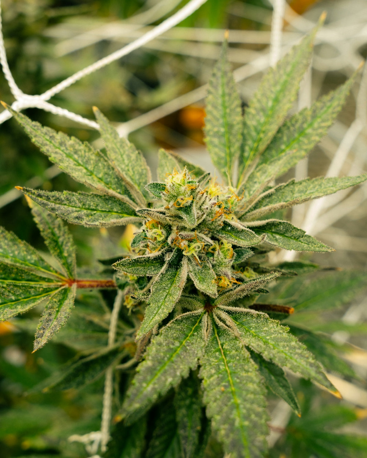 Cannabis plant buds and leaves are growing.