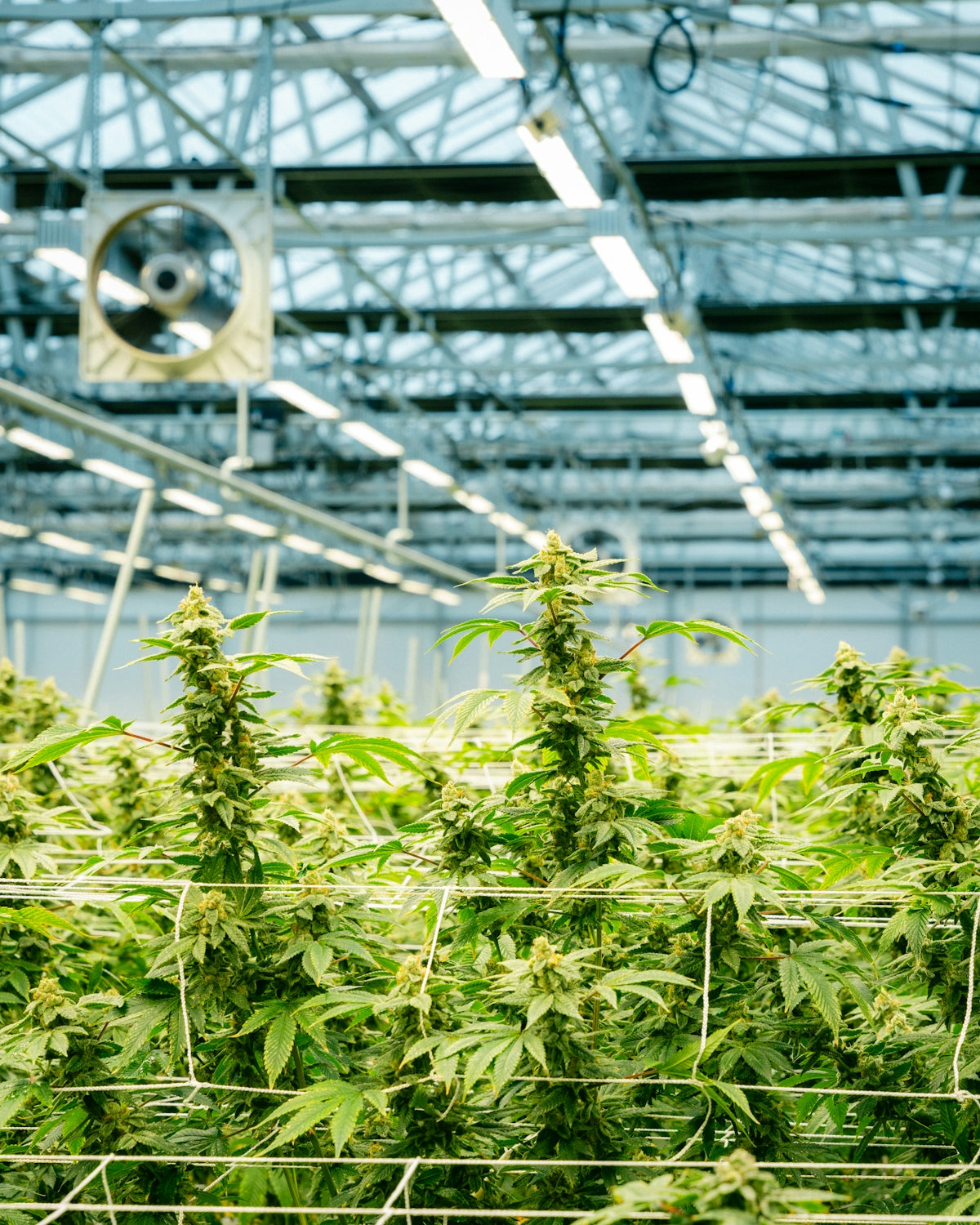 Cannabis plants thrive inside a large greenhouse.