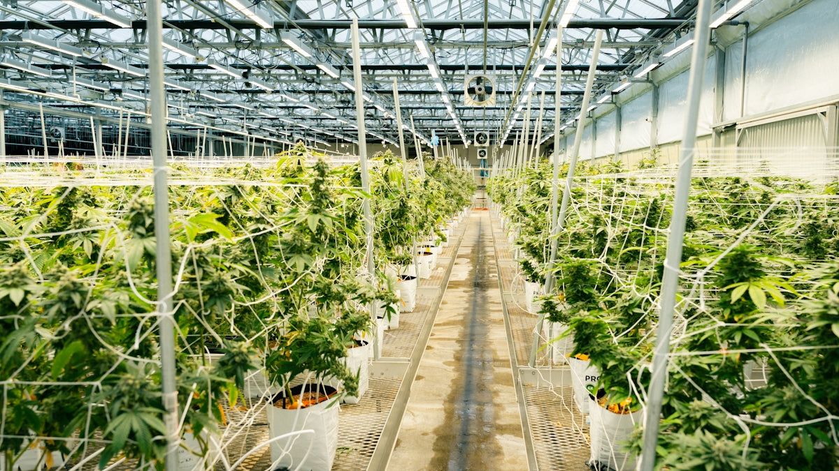 Cannabis plants are cultivated inside a greenhouse.
