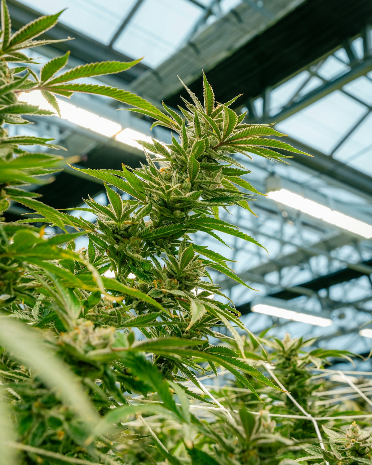Cannabis plants growing inside a greenhouse.
