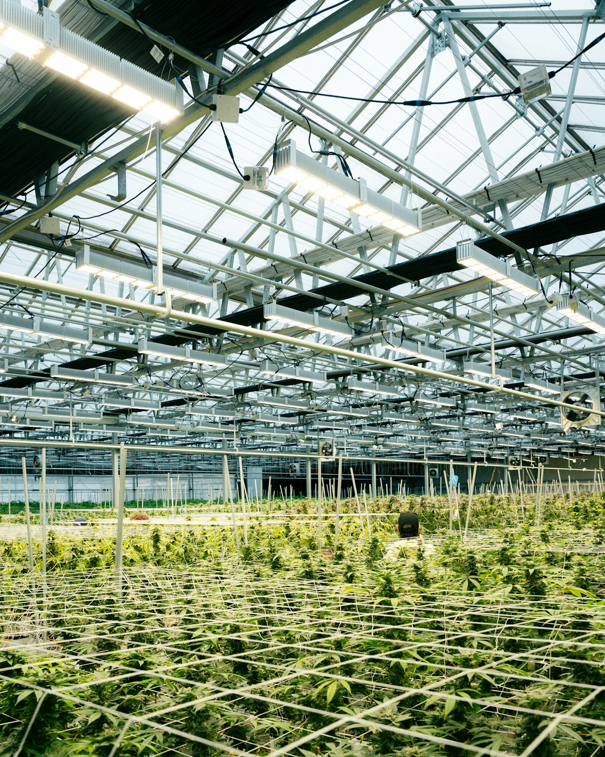 Cannabis plants grow inside a large greenhouse.
