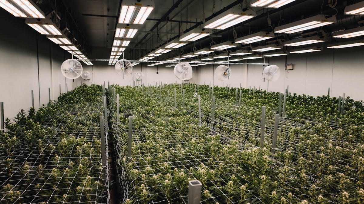 Indoor cannabis grow operation under artificial lighting.