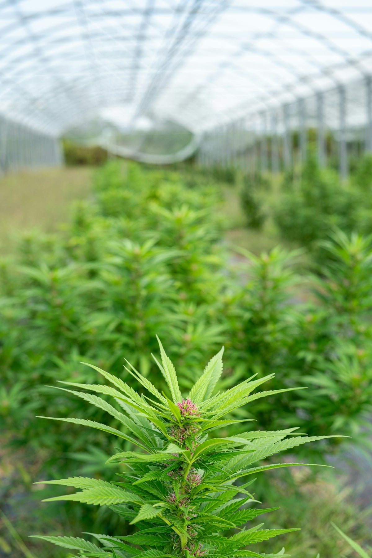 Cannabis plants growing inside a greenhouse.