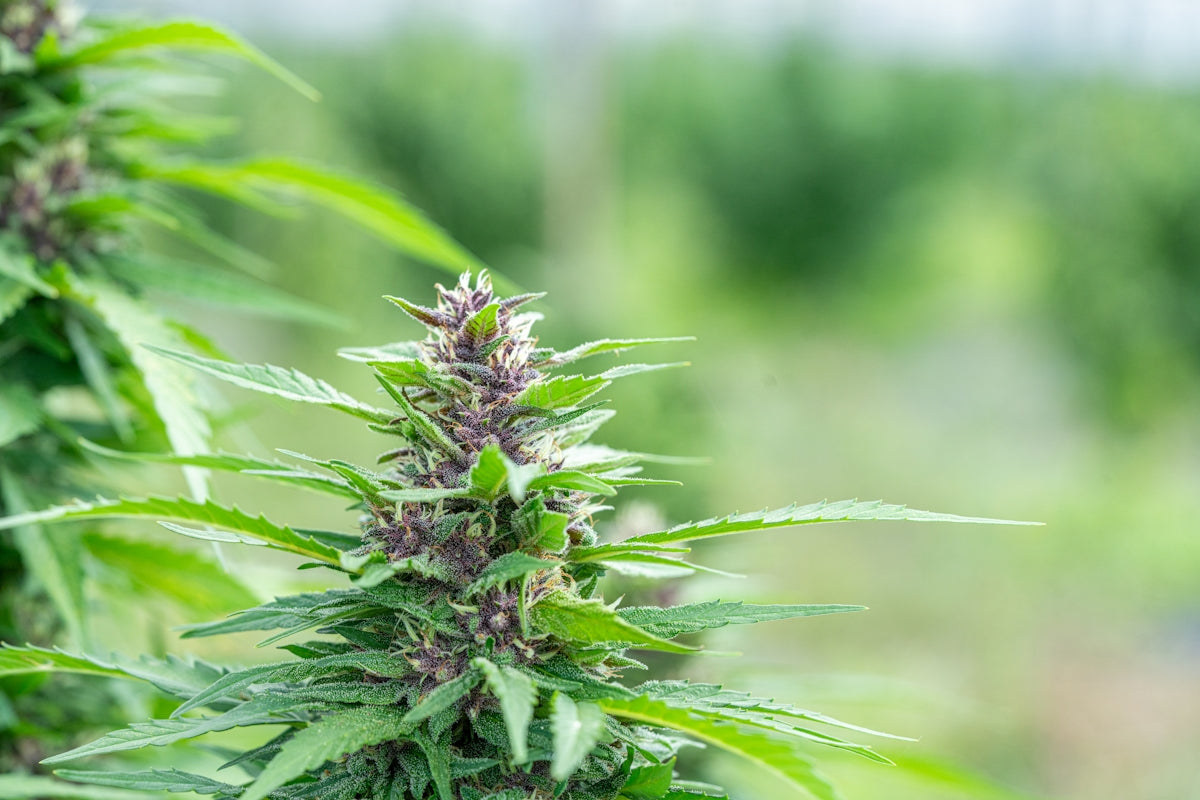 Cannabis plant with green leaves and purple buds.