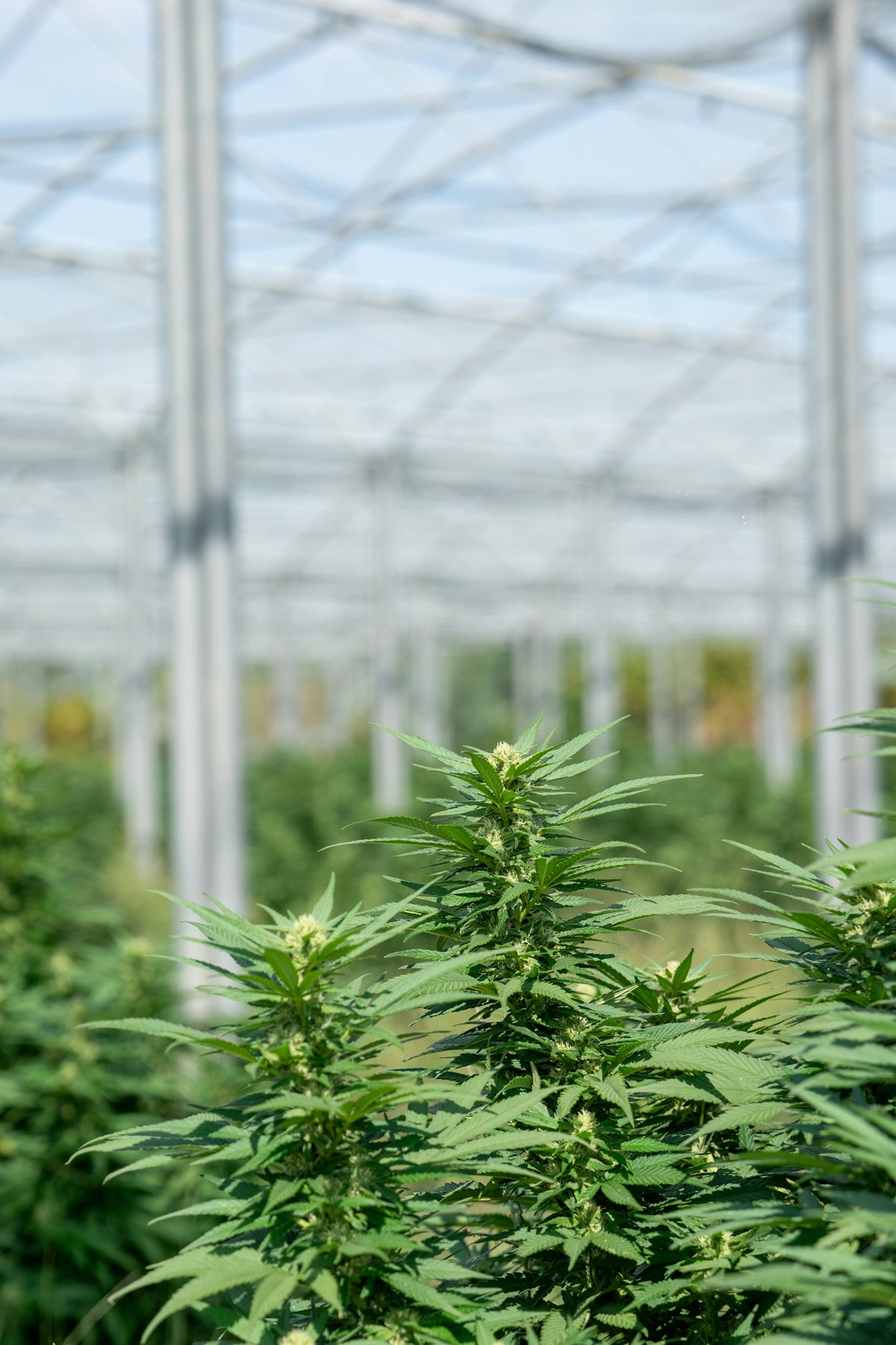 Cannabis plants growing inside a greenhouse.