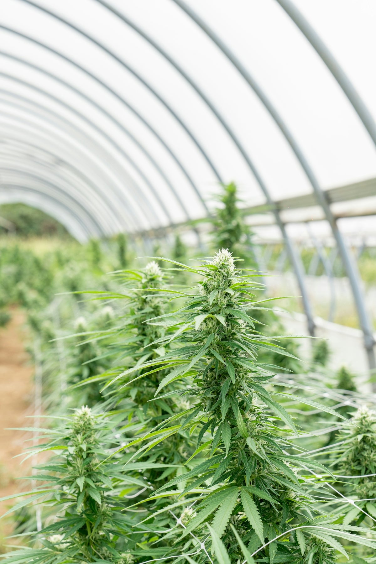 Cannabis plants grow in a greenhouse.