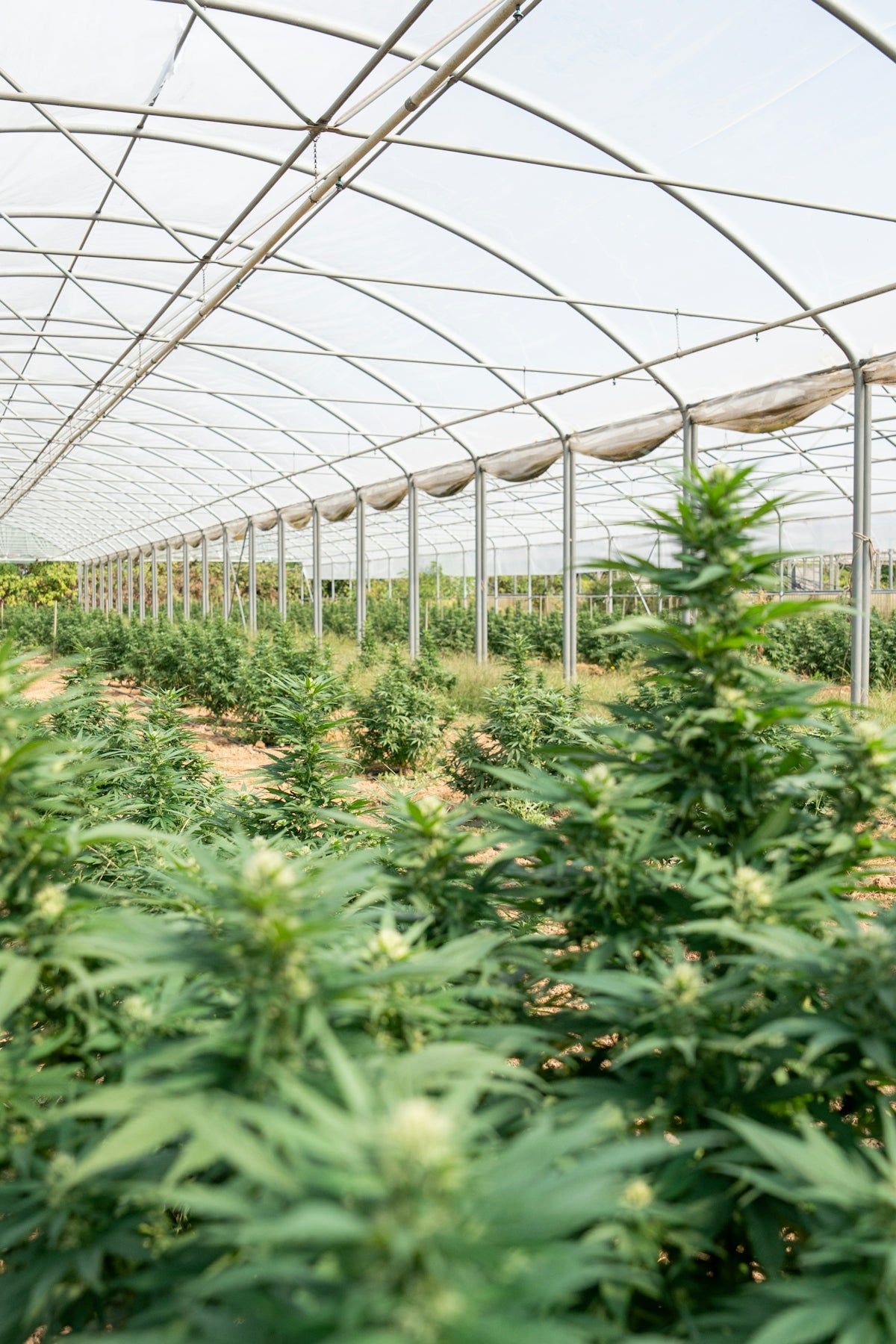 Cannabis plants growing in a greenhouse.