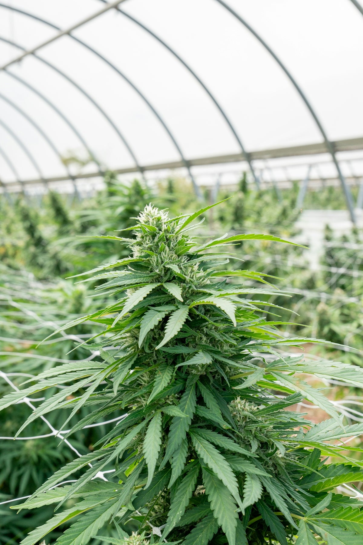 Cannabis plants flourish inside a greenhouse structure.