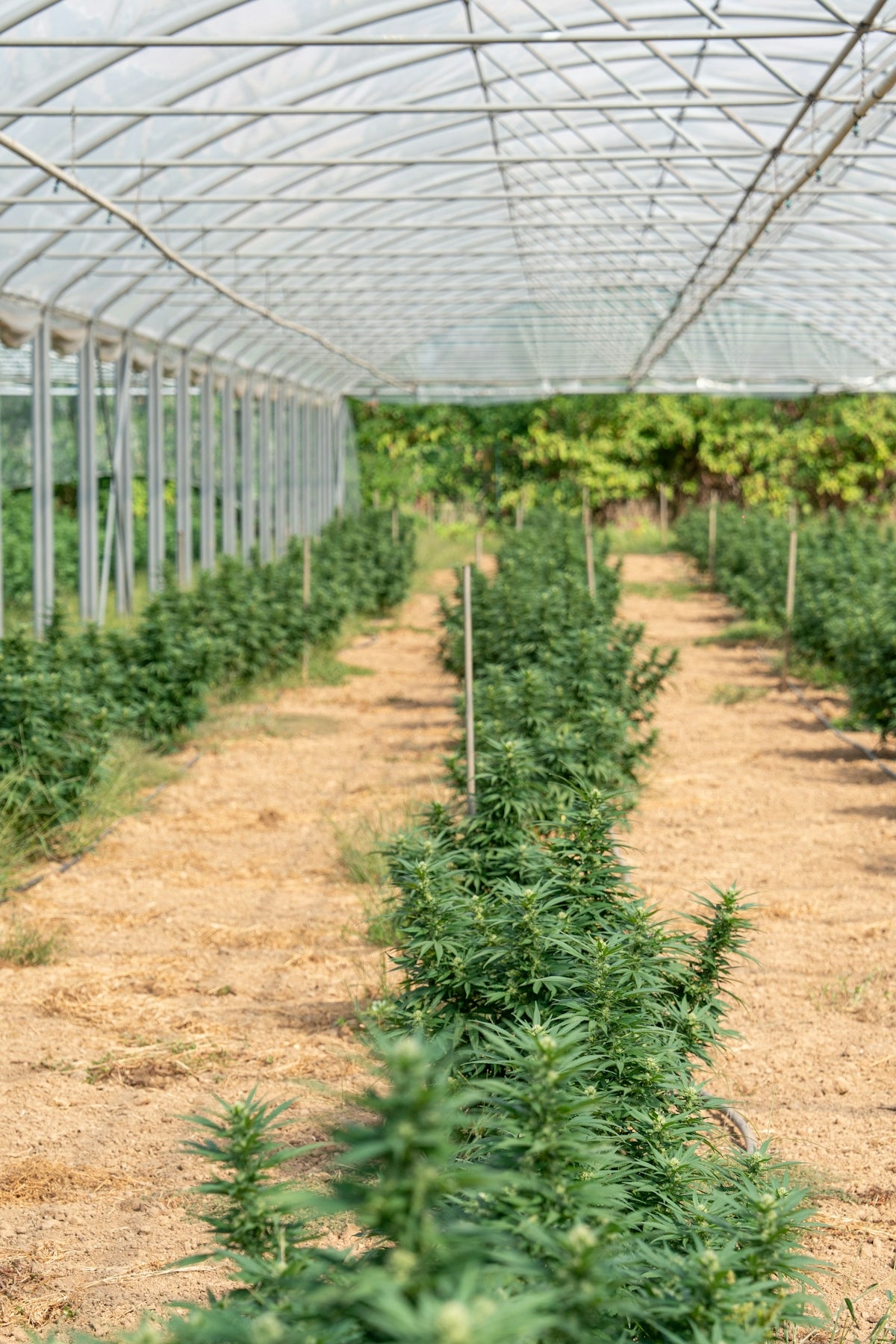 Cannabis plants are growing inside a greenhouse.