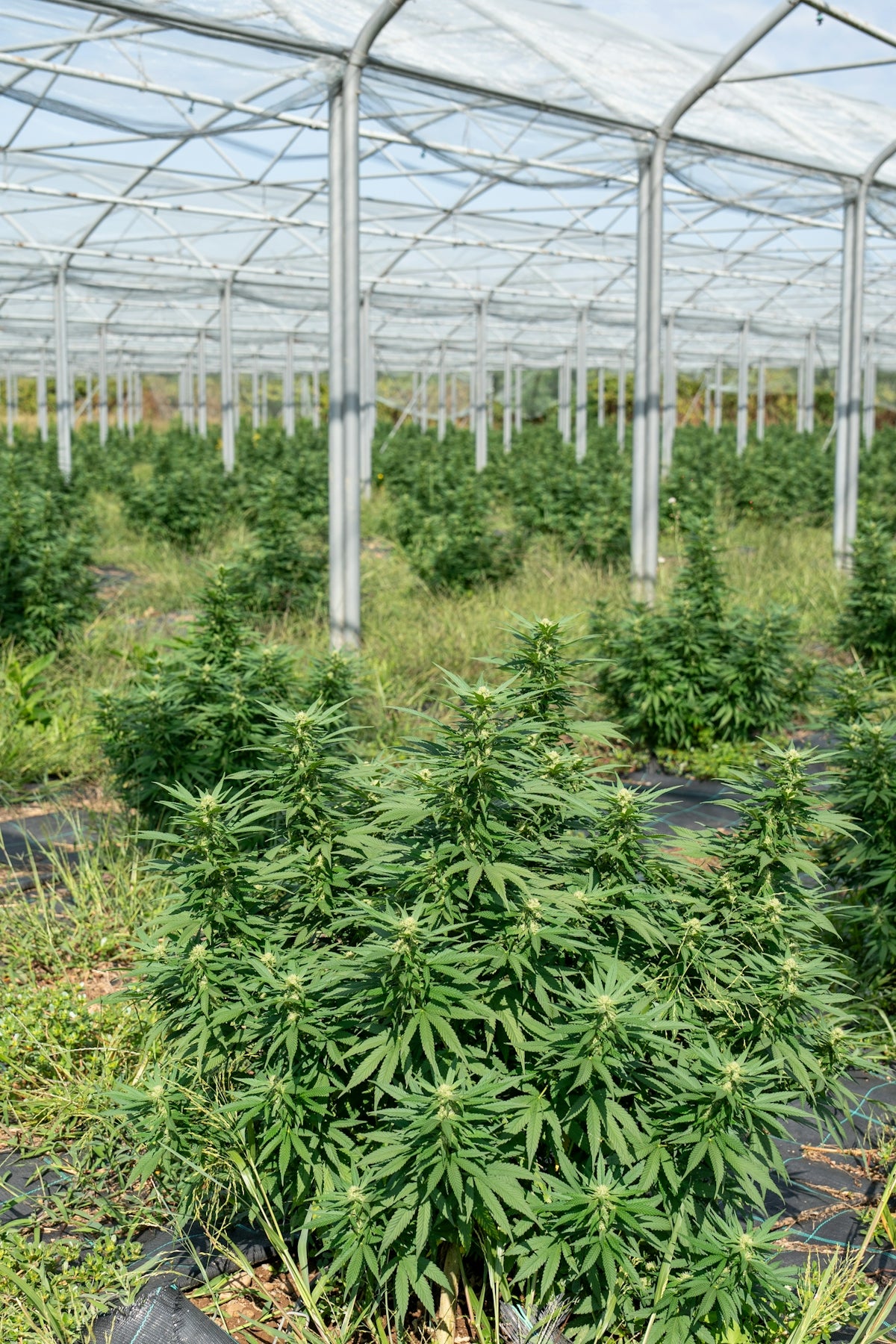 Cannabis plants are growing inside a greenhouse.