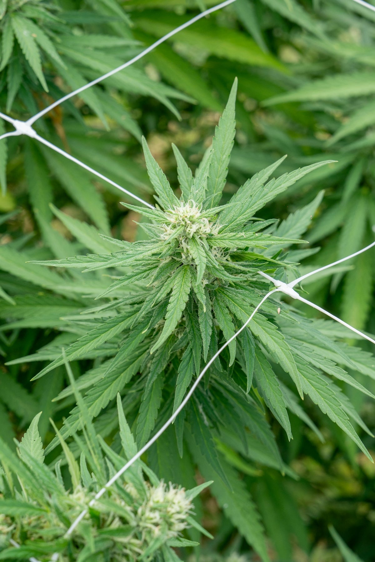 Cannabis plant growing with netting.