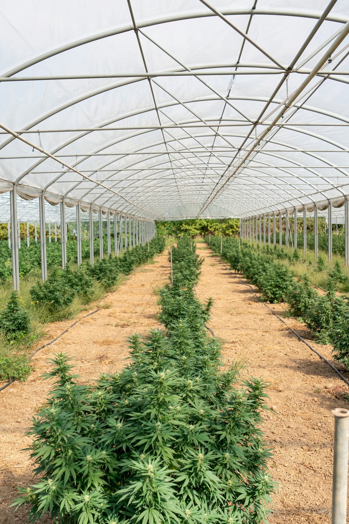 Marijuana plants growing in an outdoor greenhouse.
