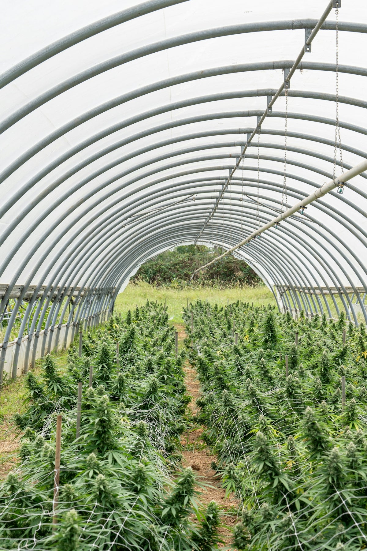 Cannabis plants grow in rows inside a greenhouse.
