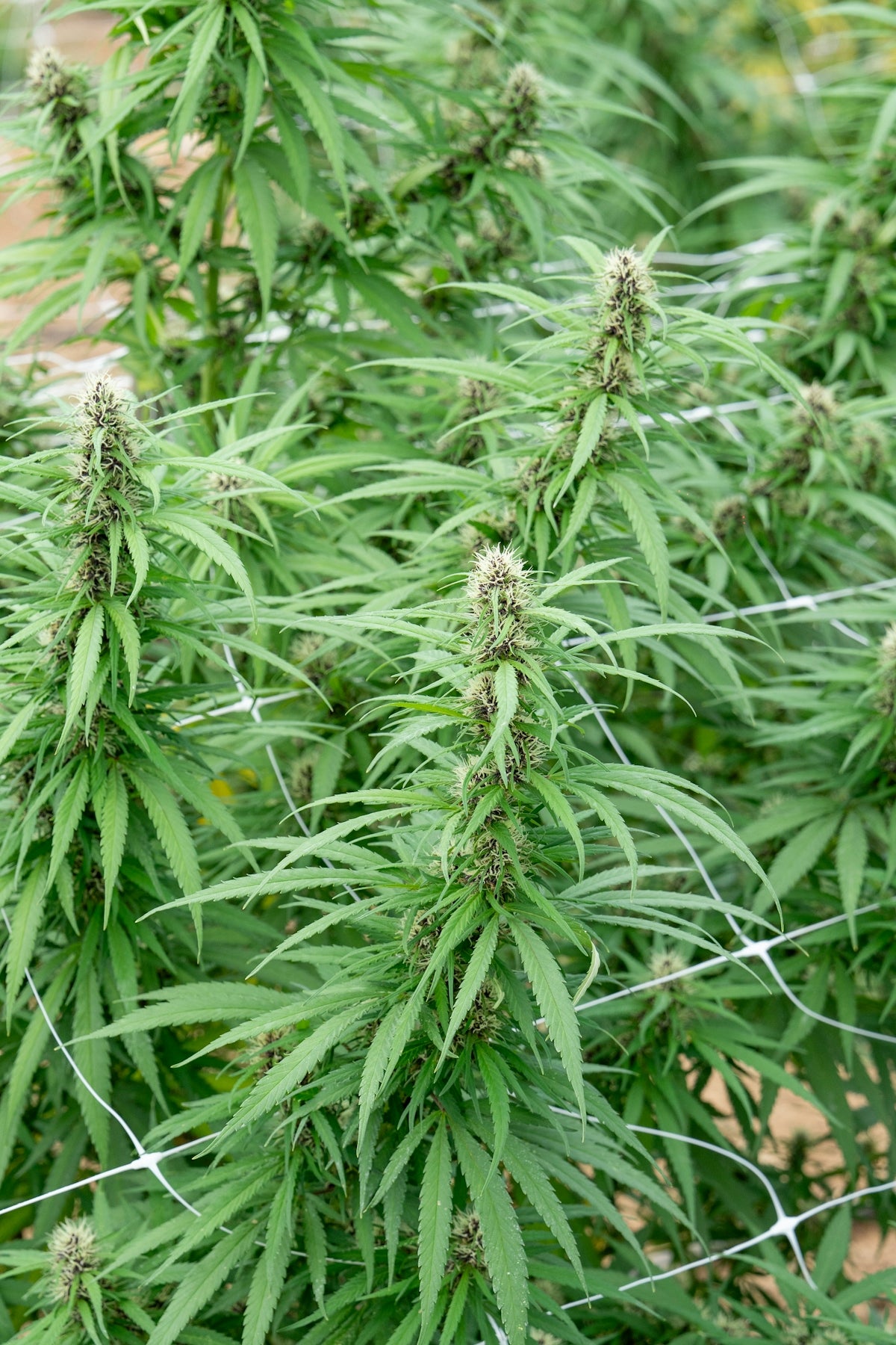 Cannabis plants growing outdoors with green foliage.