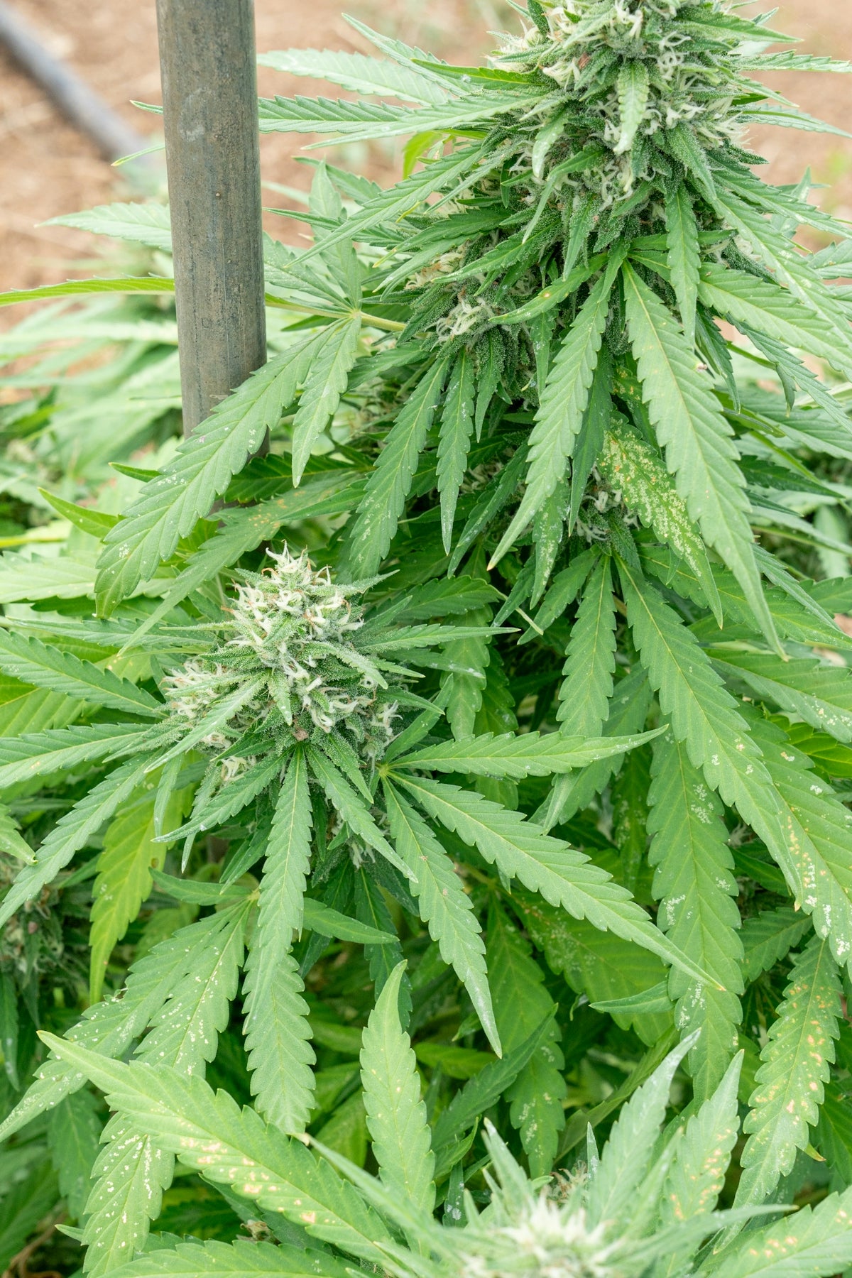Here is a caption for the image: a cannabis plant with budding flowers.