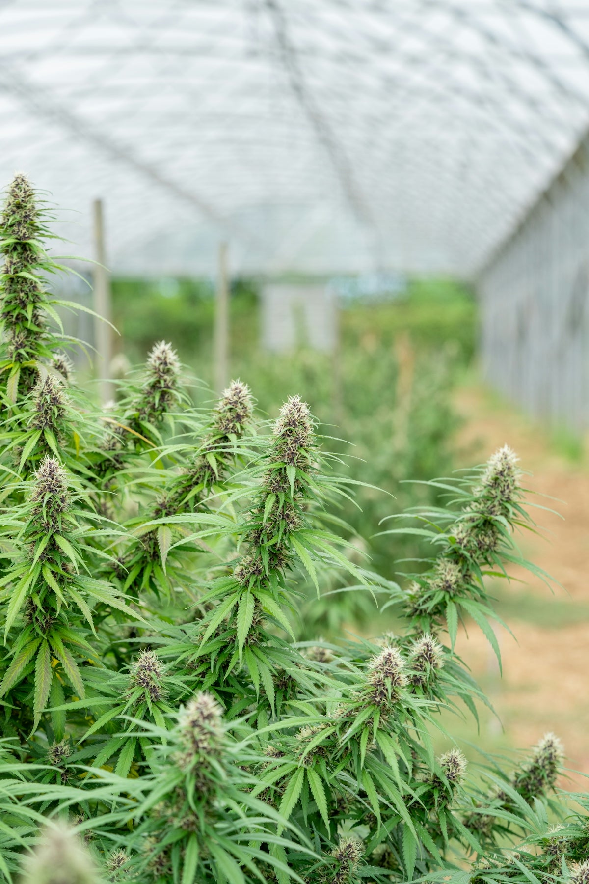 Cannabis plants grow inside a greenhouse.