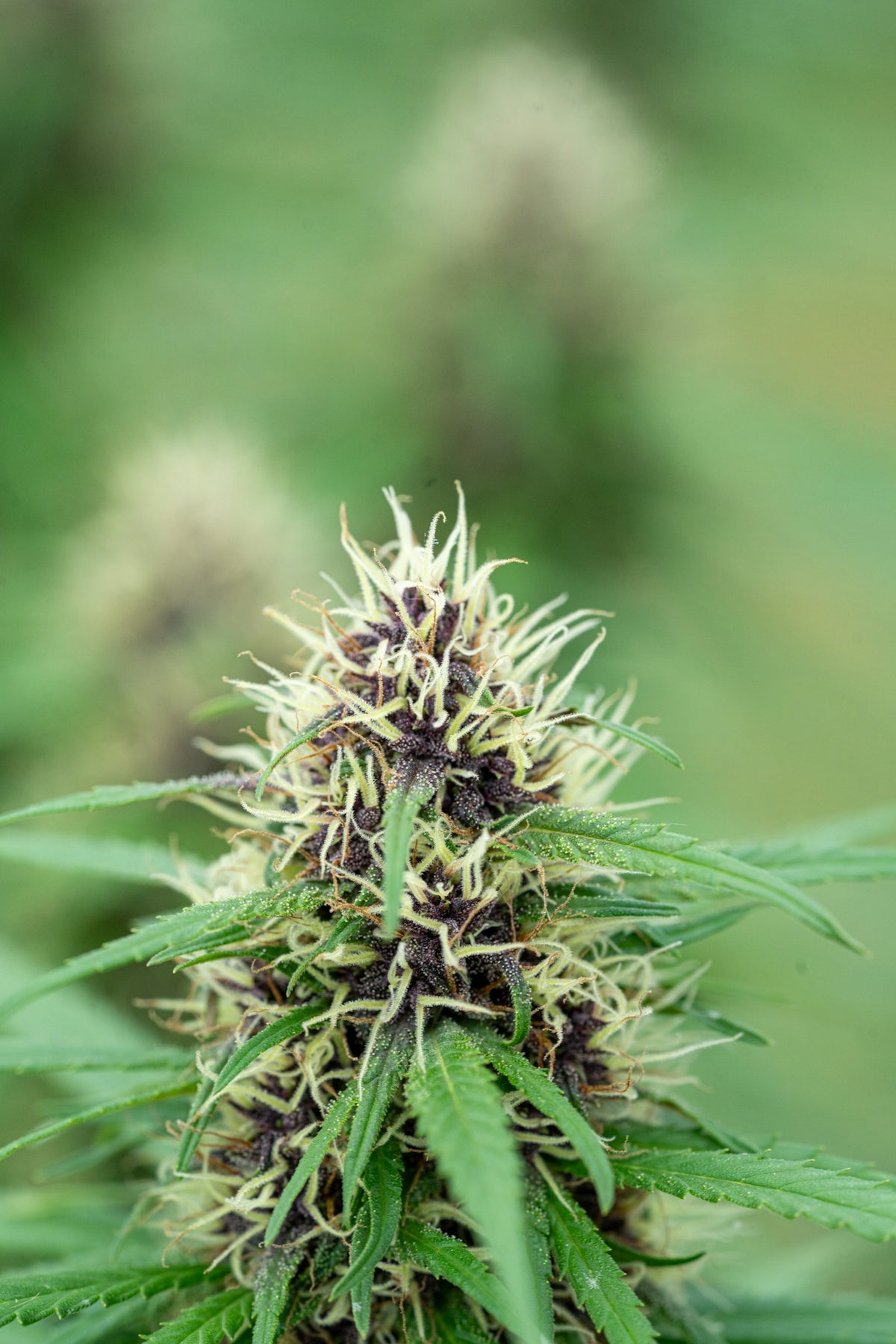 Here's a caption: cannabis bud with purple hues and green leaves.