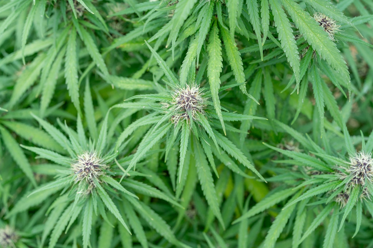 Marijuana plants with green leaves and buds are visible.