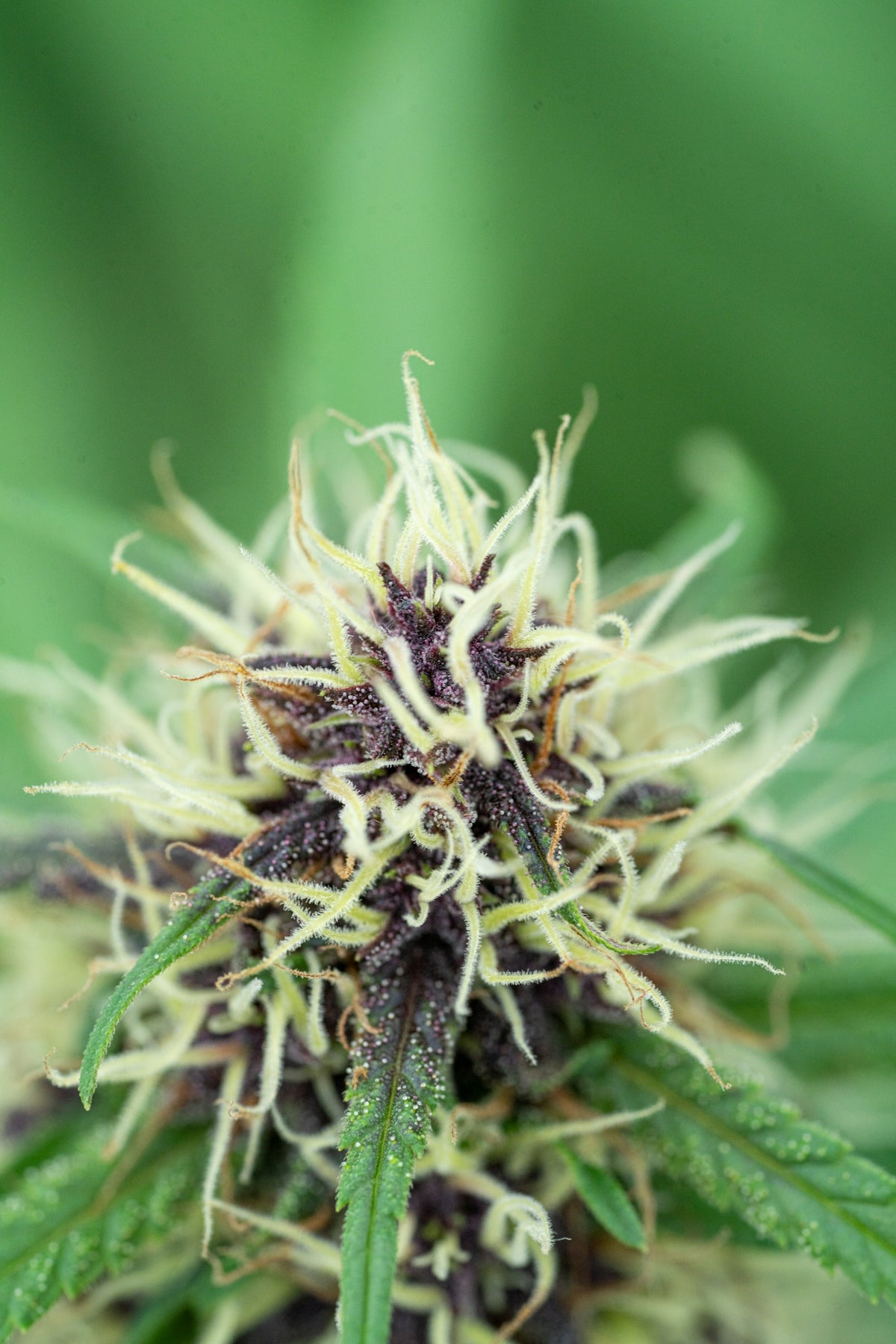 Close-up view of purple cannabis flower.