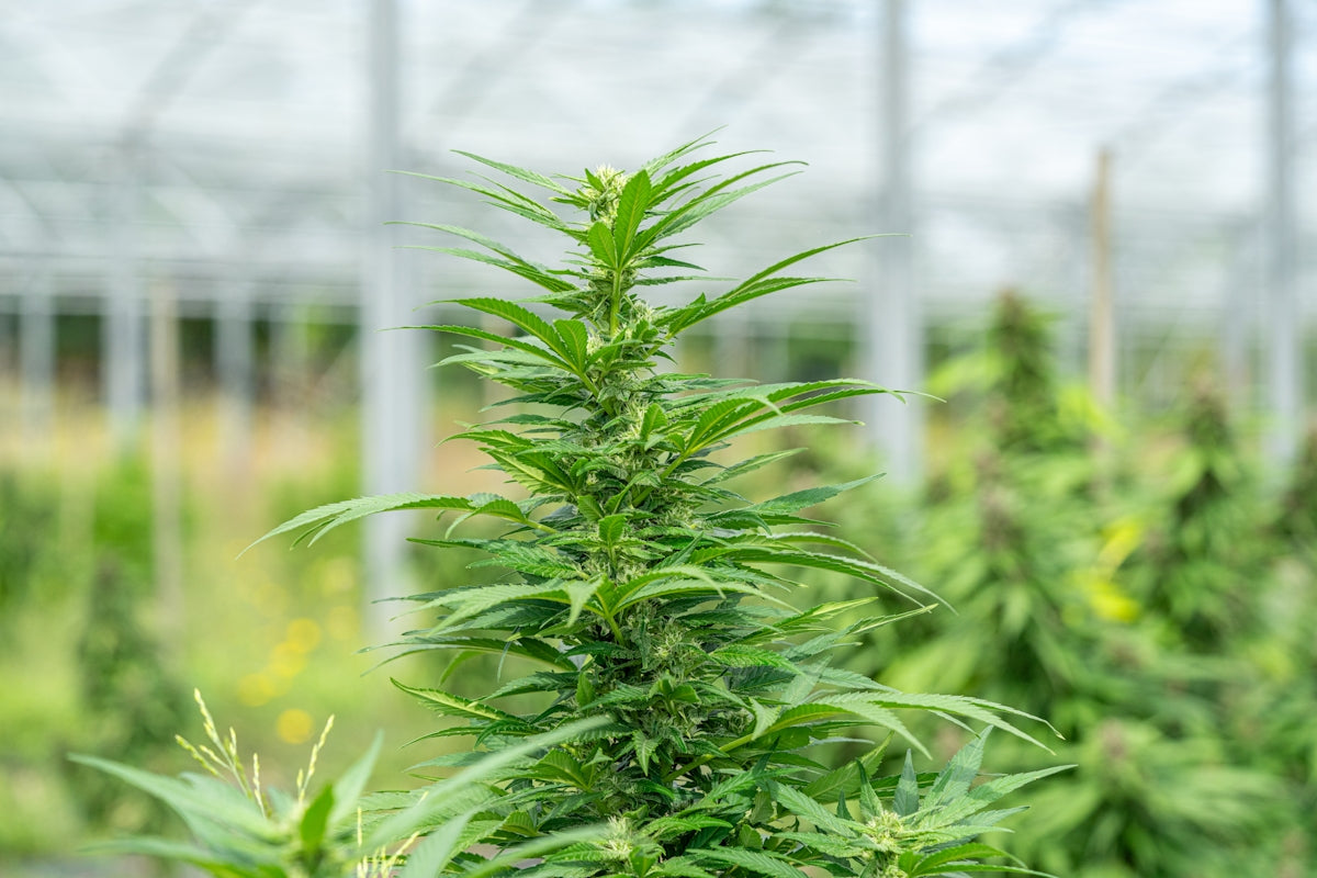 Here's a caption: cannabis plant growing in a greenhouse.