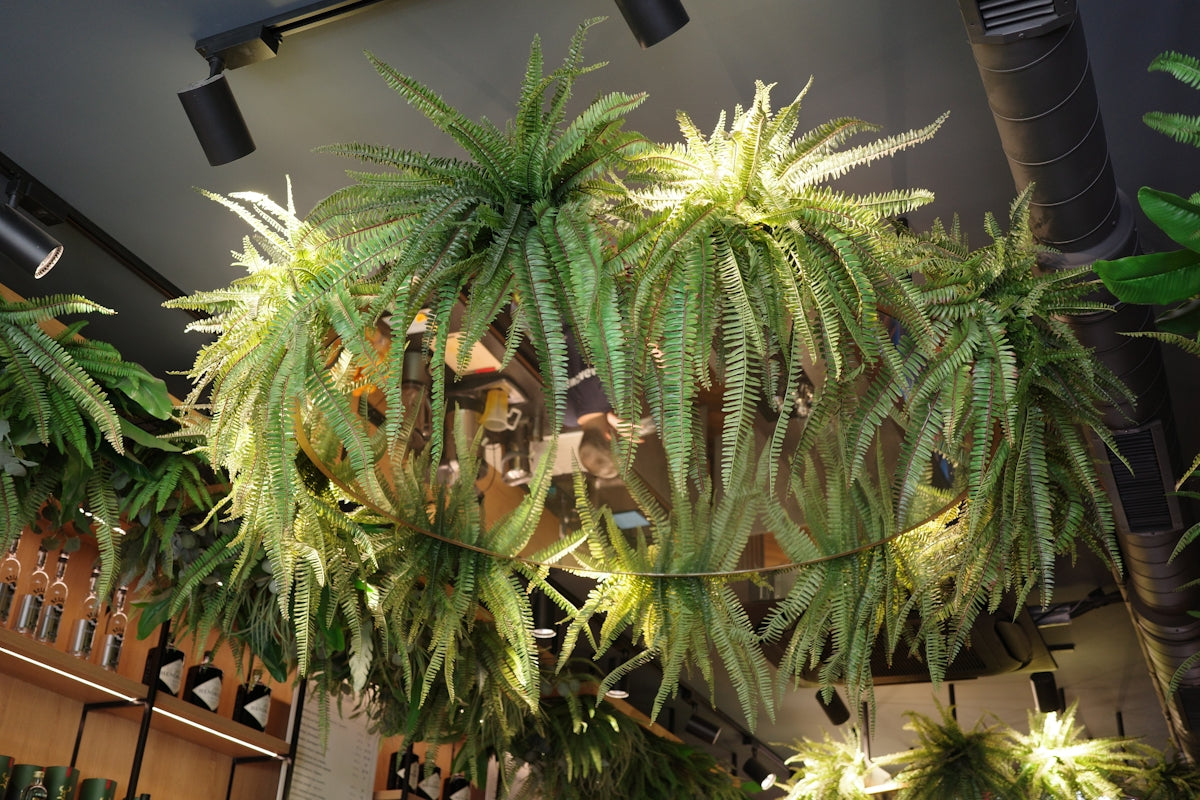 Hanging plants create a vibrant, green chandelier effect.