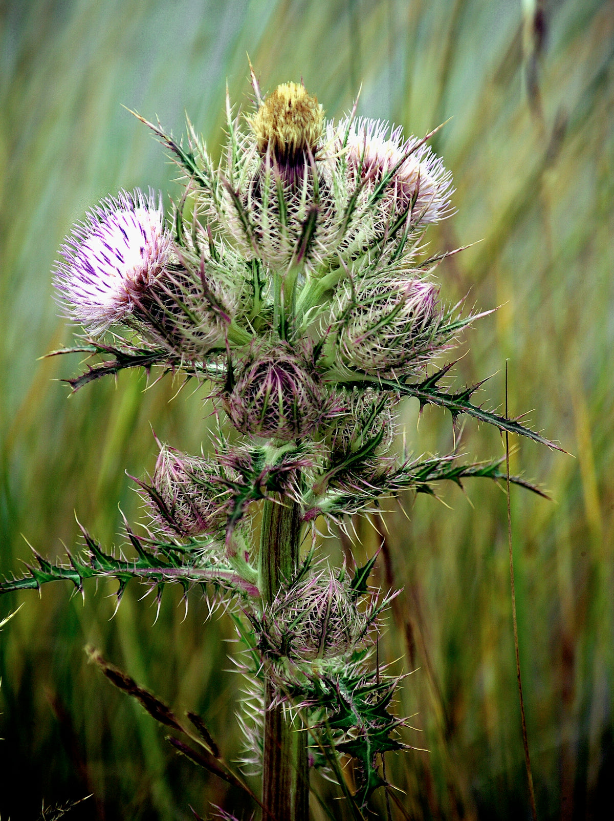 A beautiful thistle in full bloom.