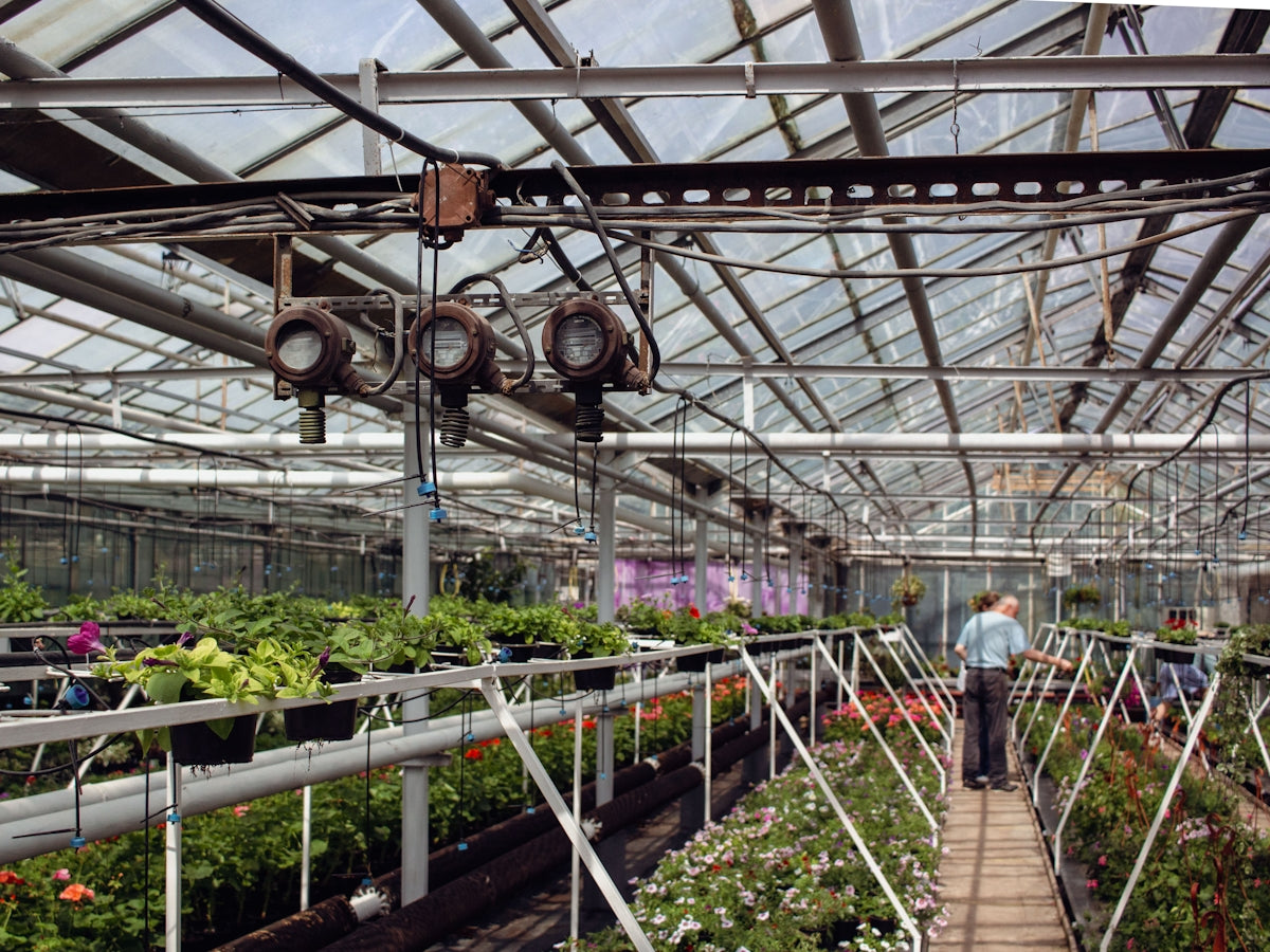 Plants grow in a greenhouse with bright lights.