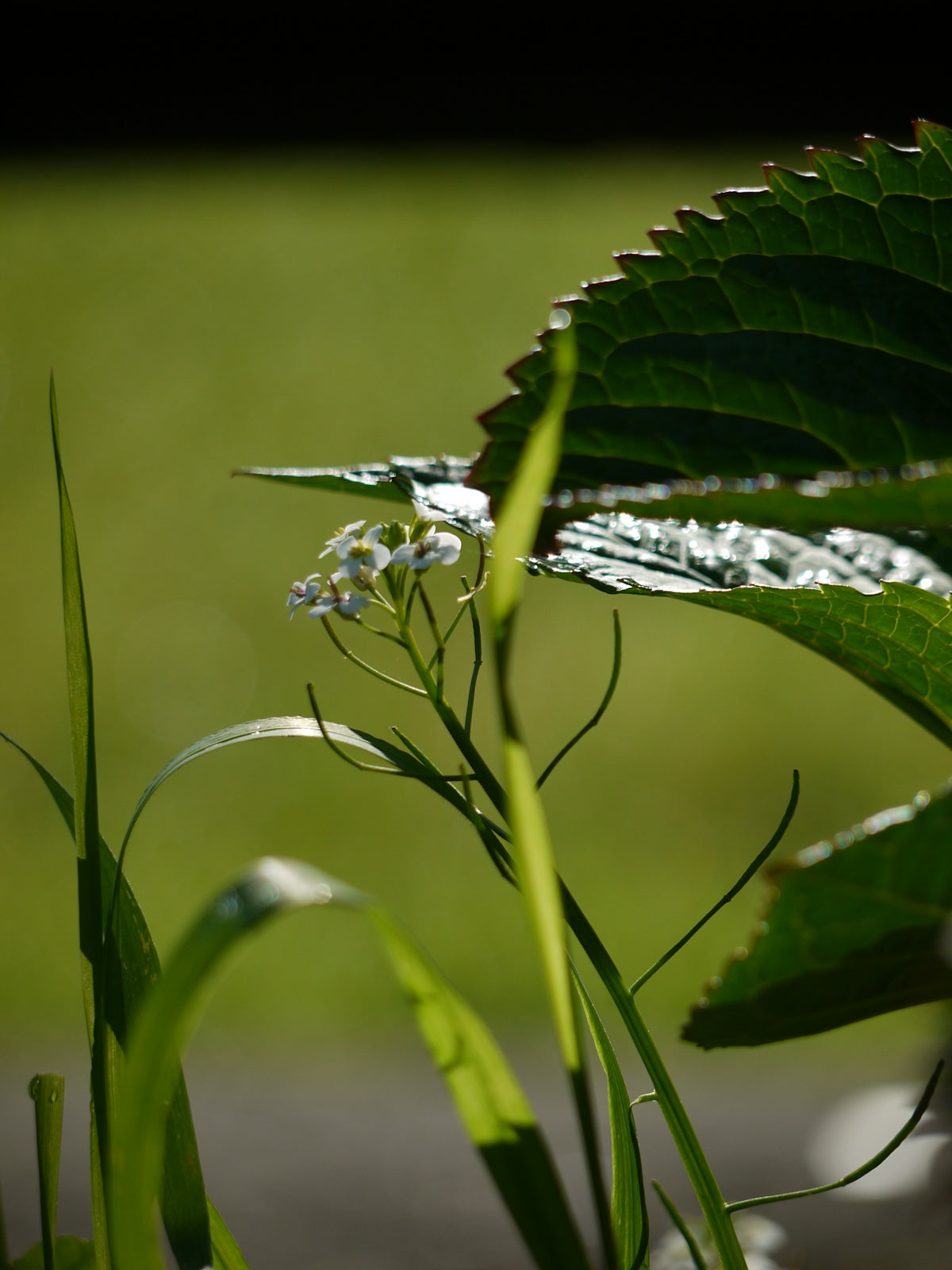 Wildflowers and leaves flourish in the sunlight.