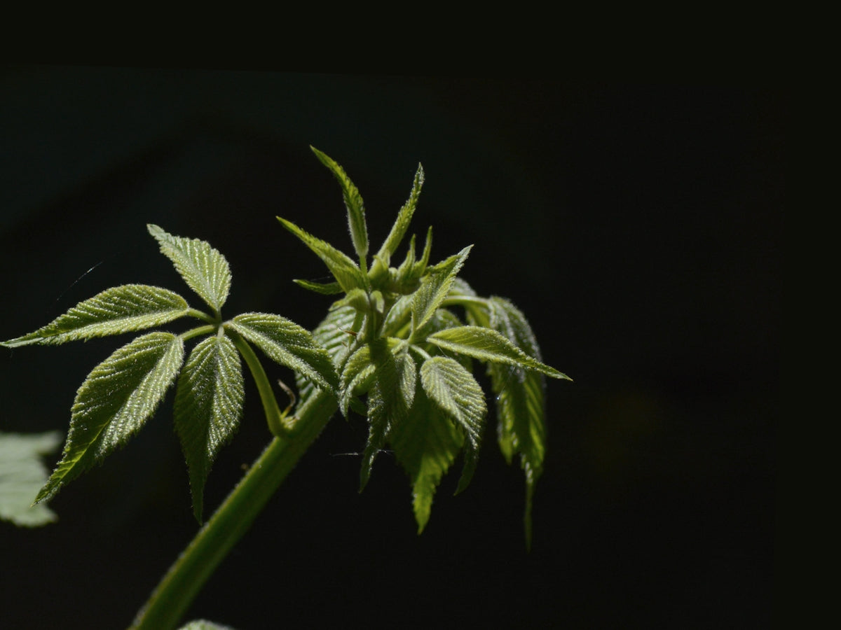 Fresh green leaves reaching towards sunlight.