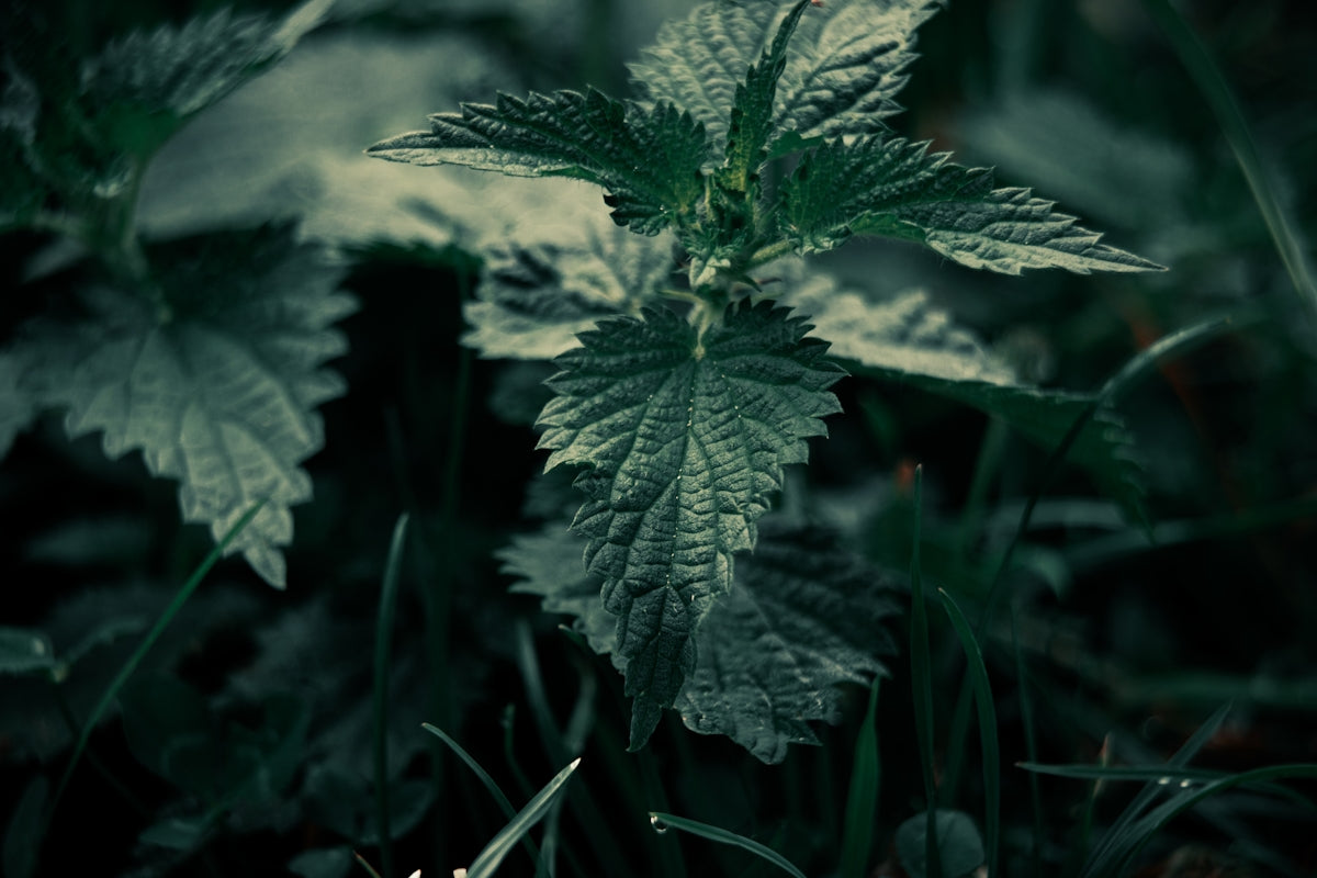Green nettle plant with serrated leaves in grass