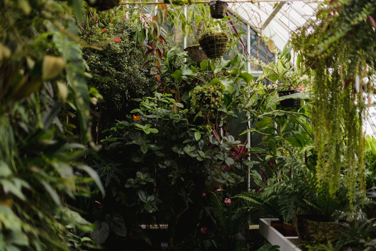 Lush green plants fill a bright greenhouse interior.