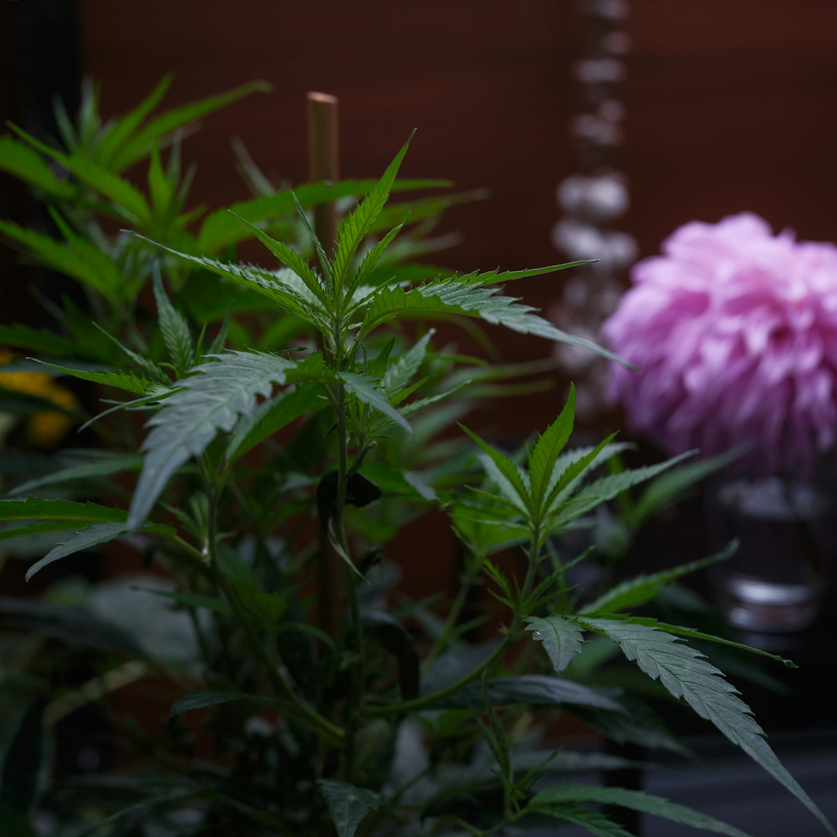 Green cannabis plant with a pink flower in background
