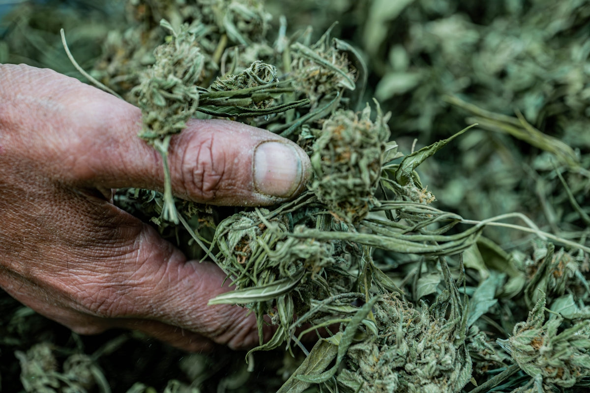 Hand holding dried cannabis buds and leaves