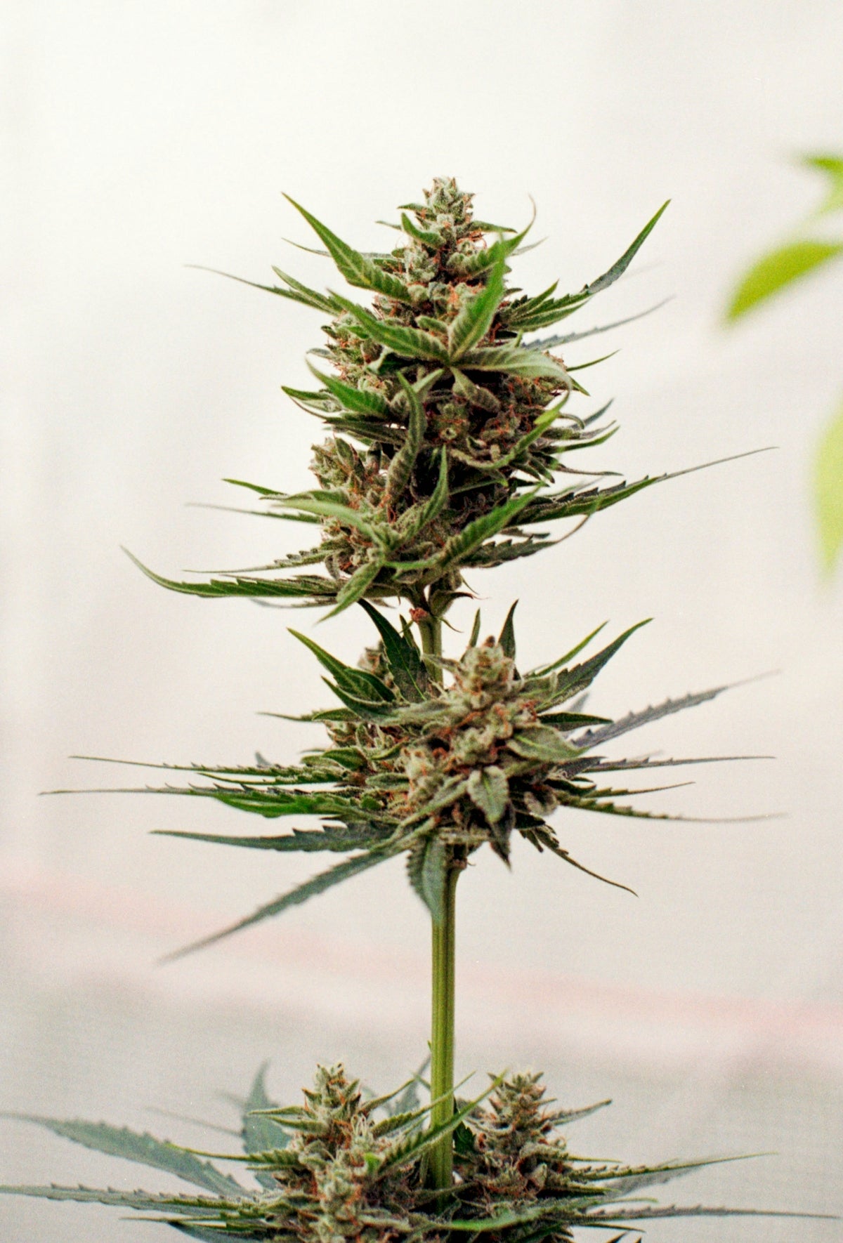 A cannabis plant with multiple buds and leaves.