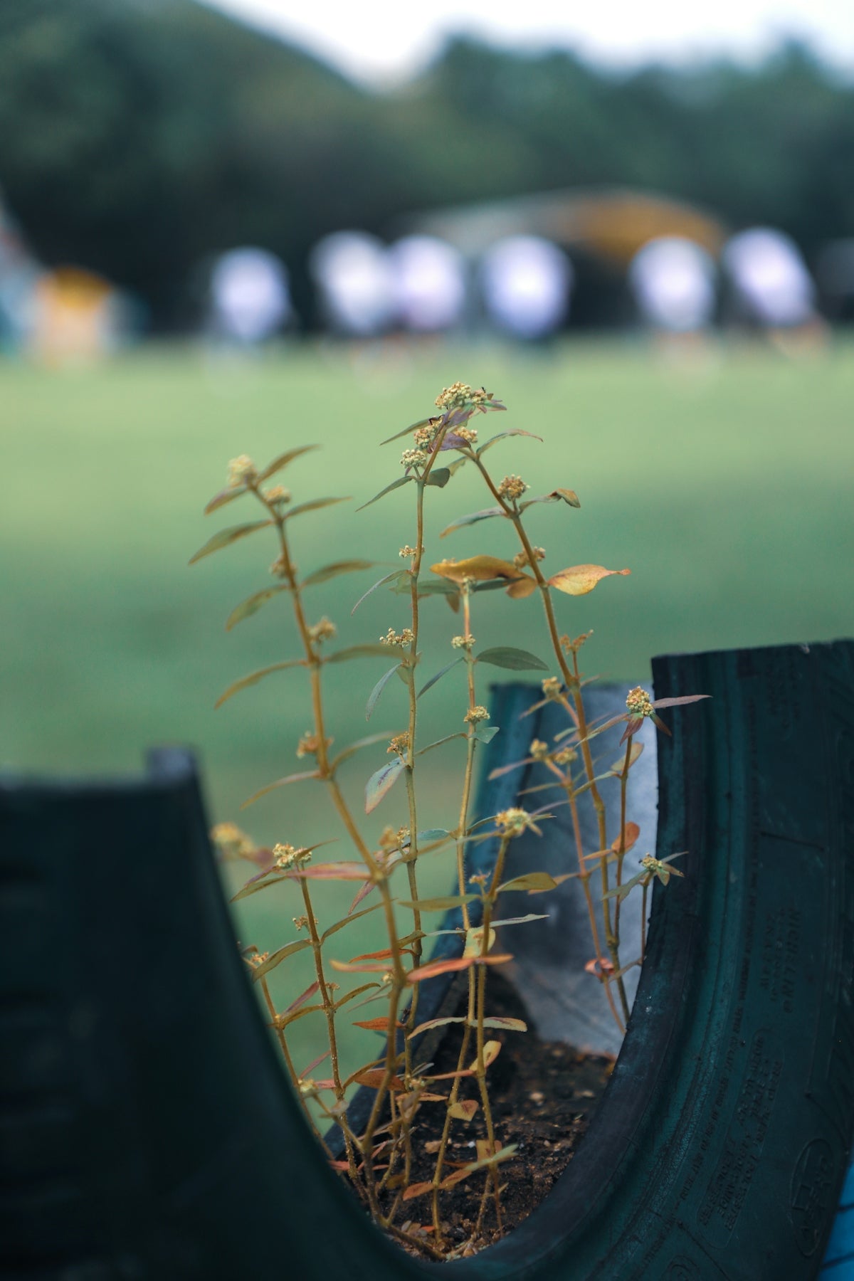 Small plants growing inside a tire planter.