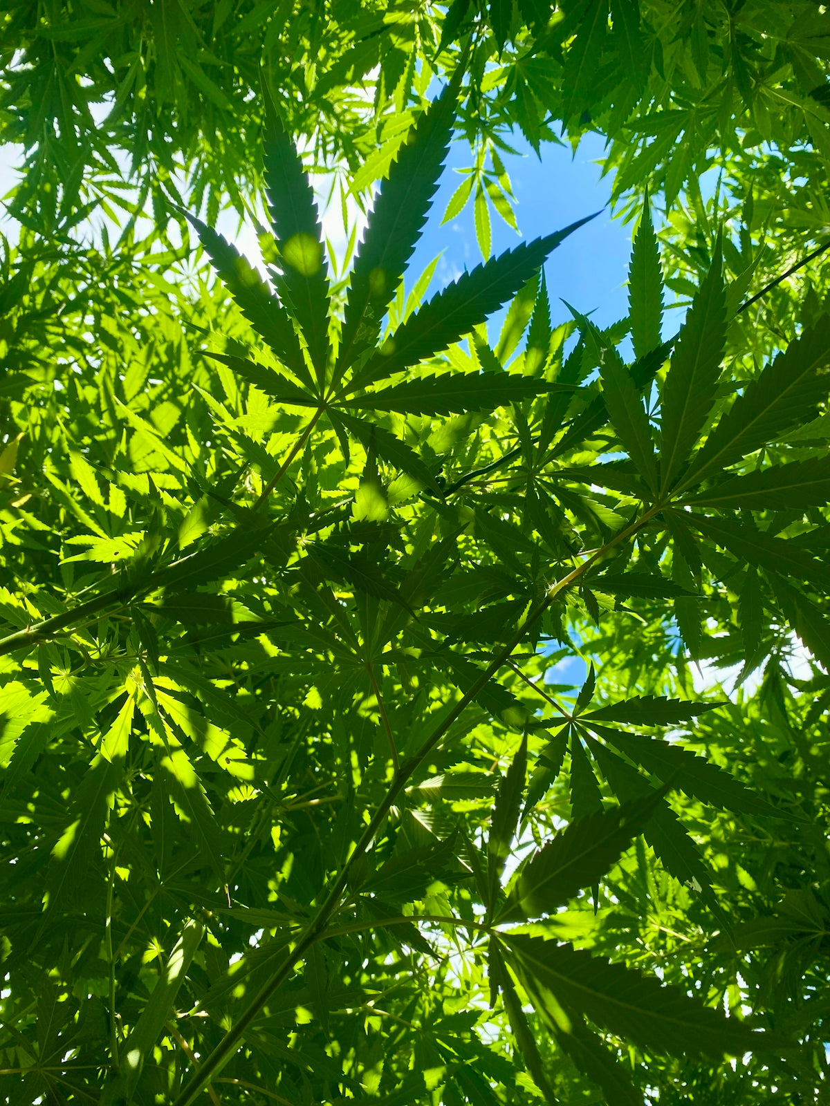 Green cannabis leaves against a bright blue sky.
