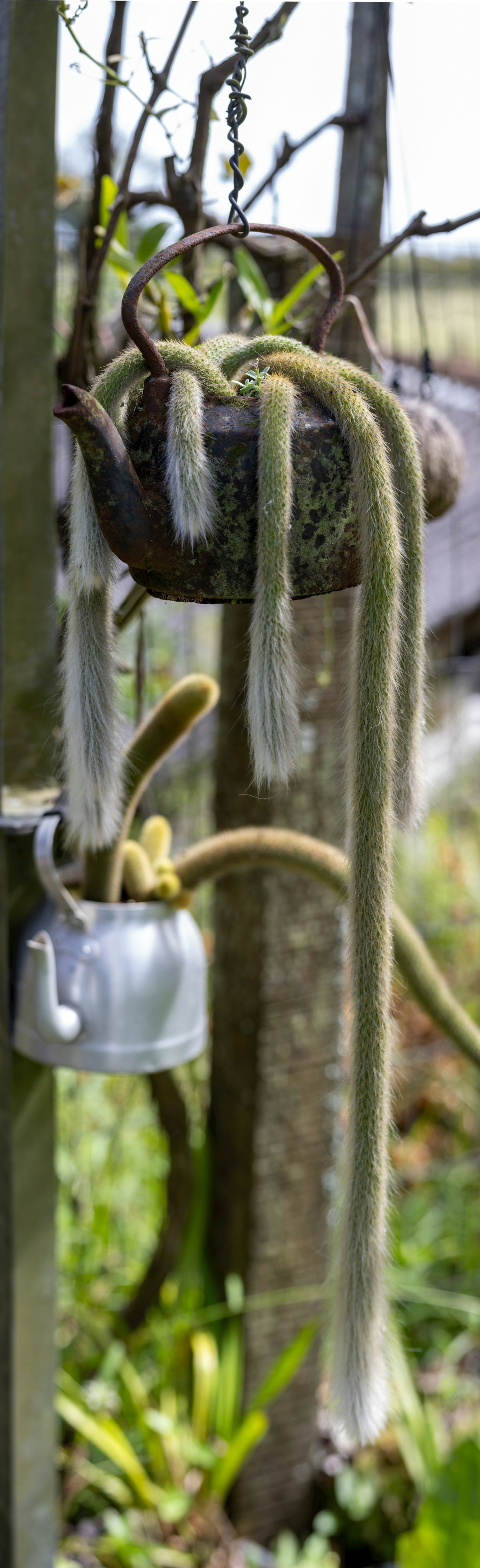 Hanging old kettle with fuzzy cactus plants
