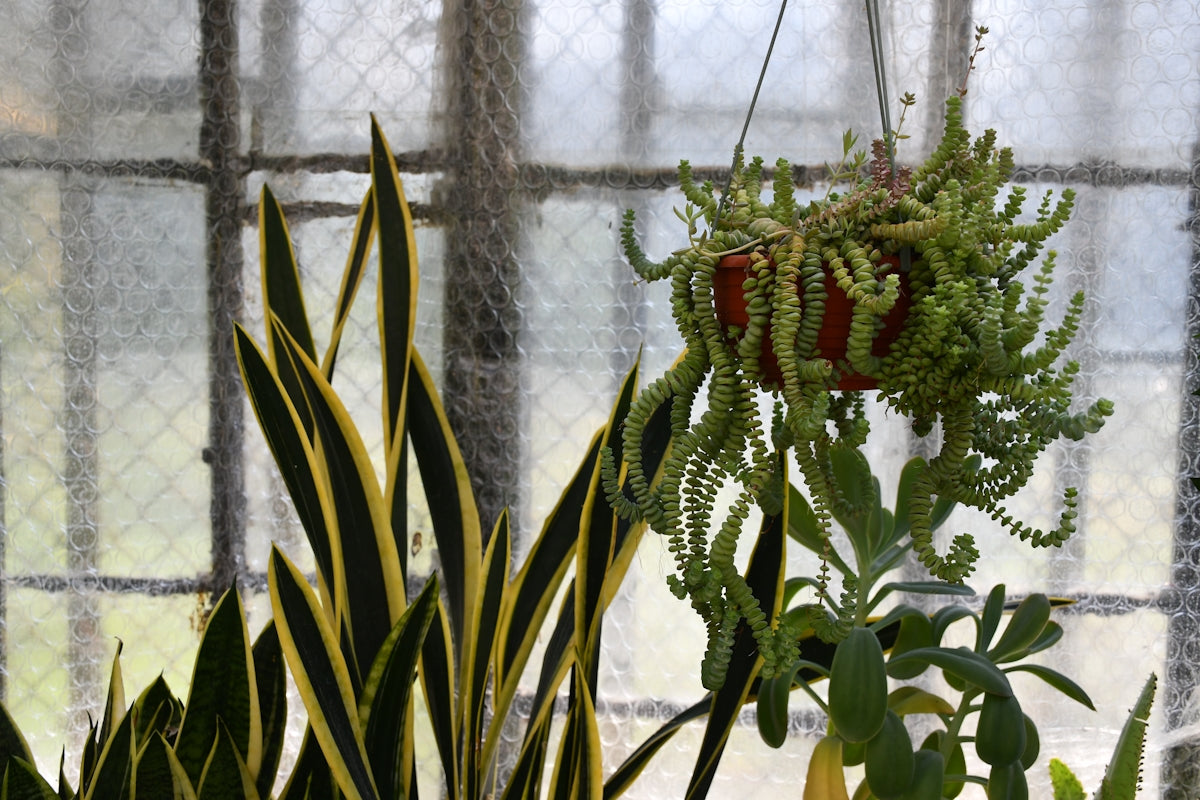 Hanging succulent plant and snake plant by window