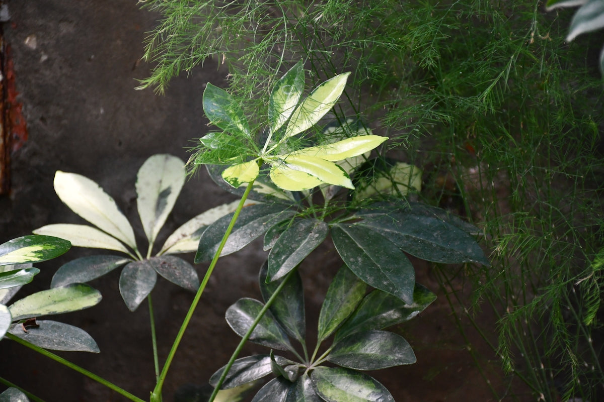 Variegated umbrella tree leaves against dark background