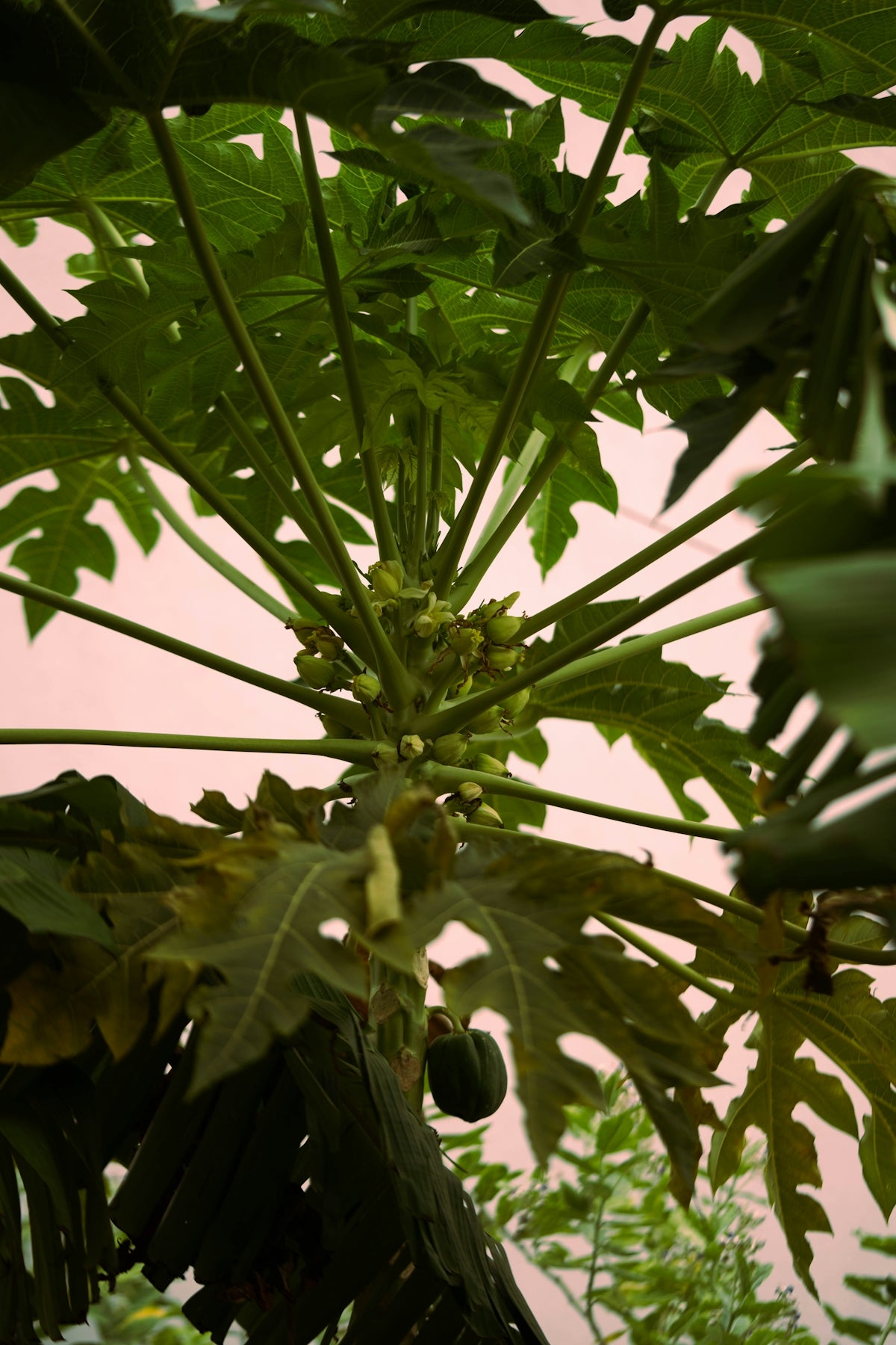 Green papaya tree with developing fruit