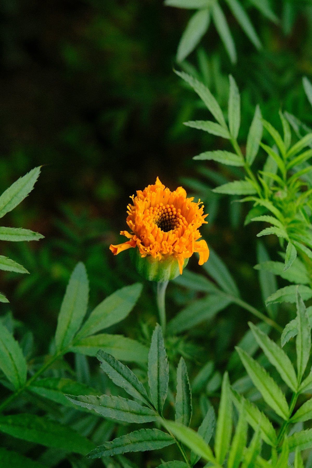 A single orange marigold flower surrounded by green leaves.