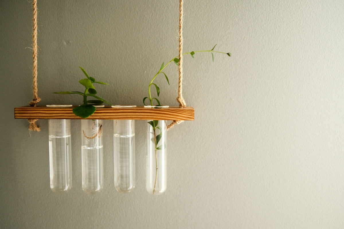 Hanging plant propagation station with test tubes.