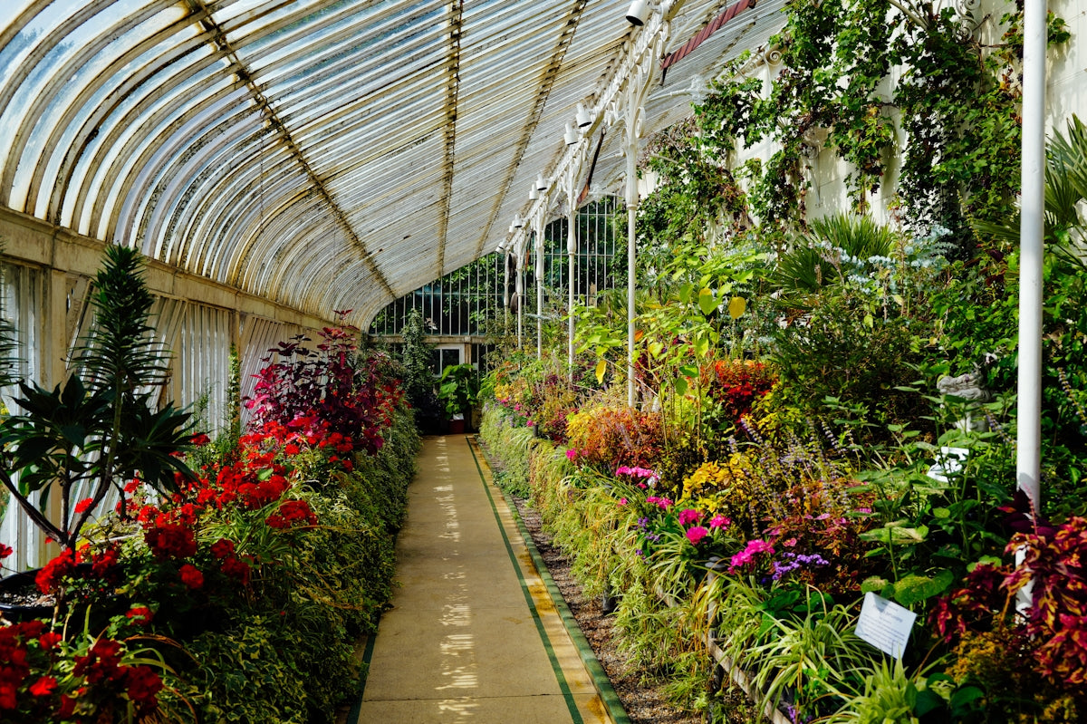 A long walkway inside a greenhouse filled with plants.