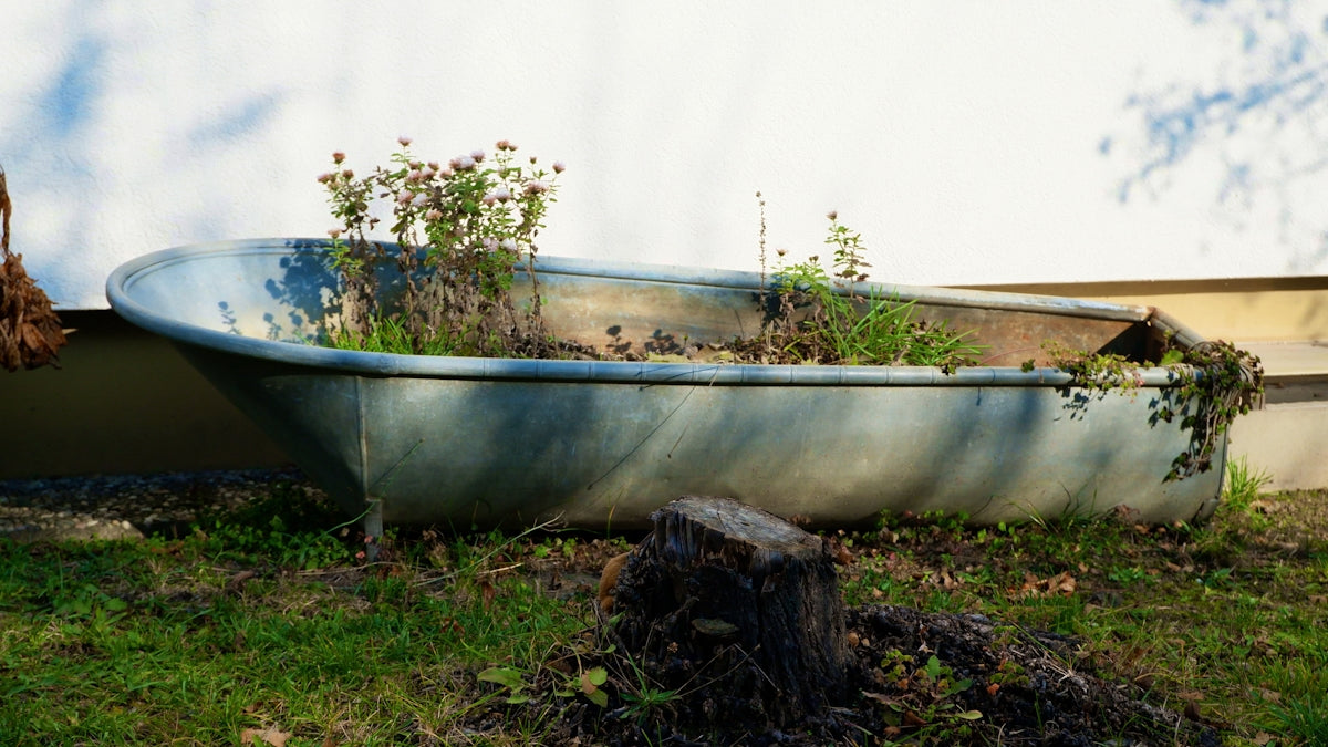 Old bathtub filled with plants outdoors