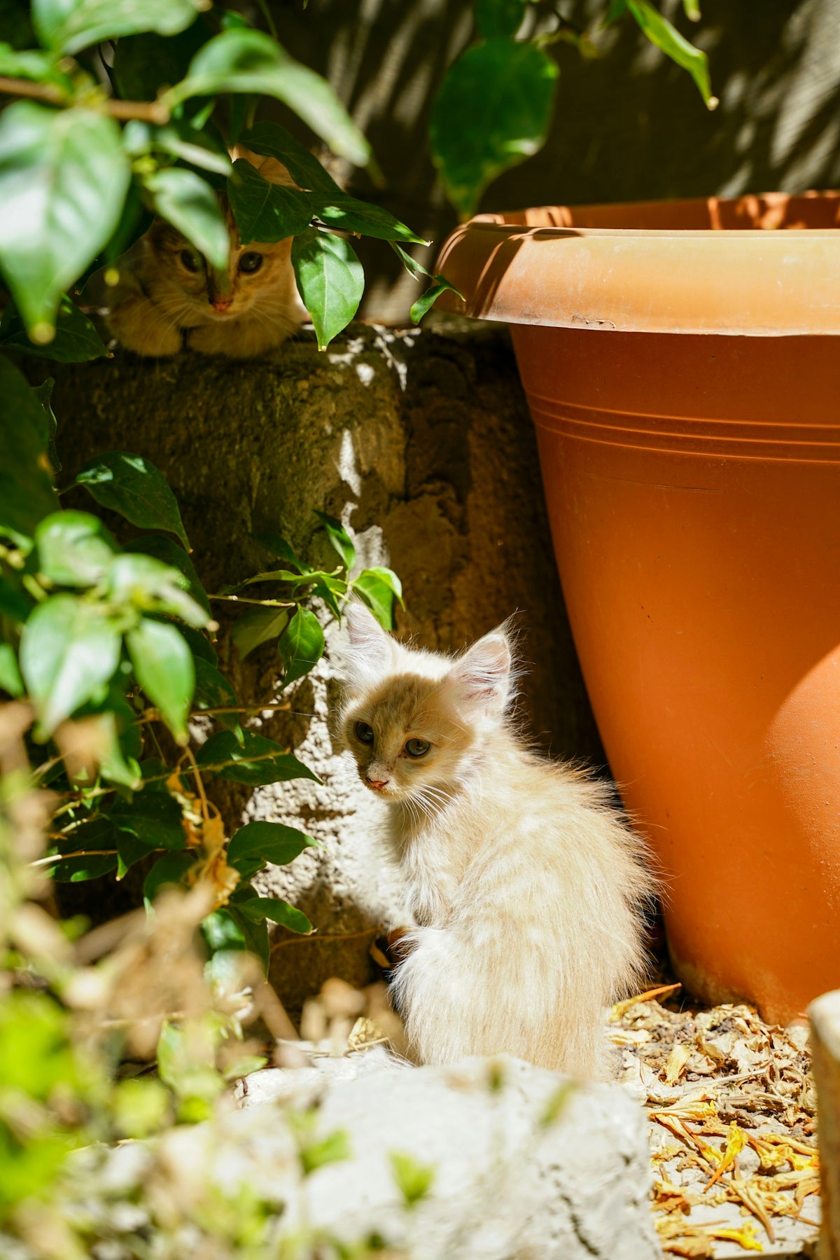 Two fluffy kittens hiding among green leaves.