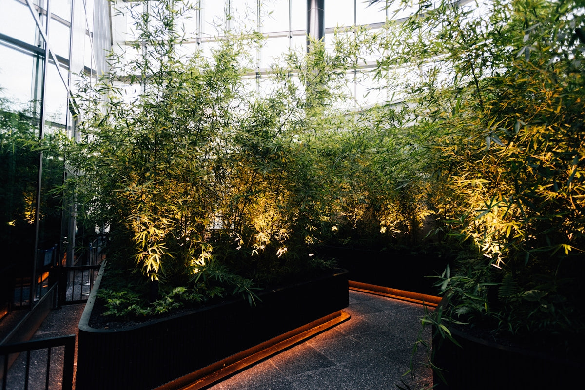 Lush bamboo plants illuminated by warm spotlights indoors.