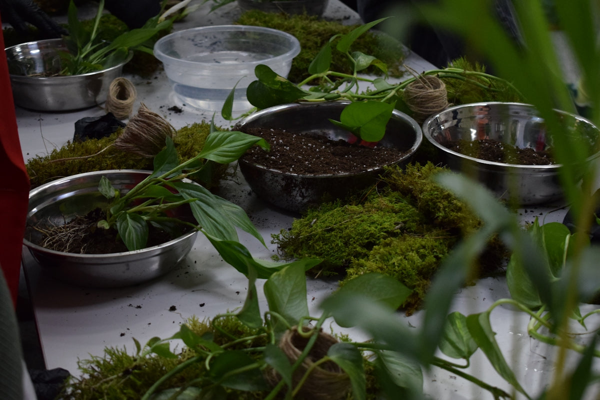 Plants and soil arranged for planting