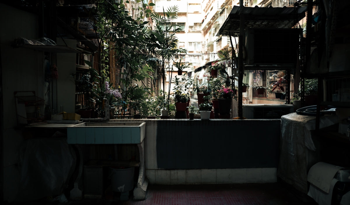 Courtyard with plants and washing machine