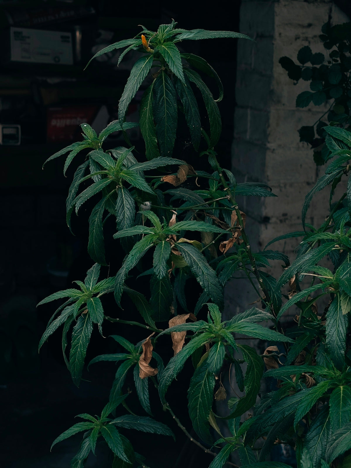 Green plant with long leaves against a dark background
